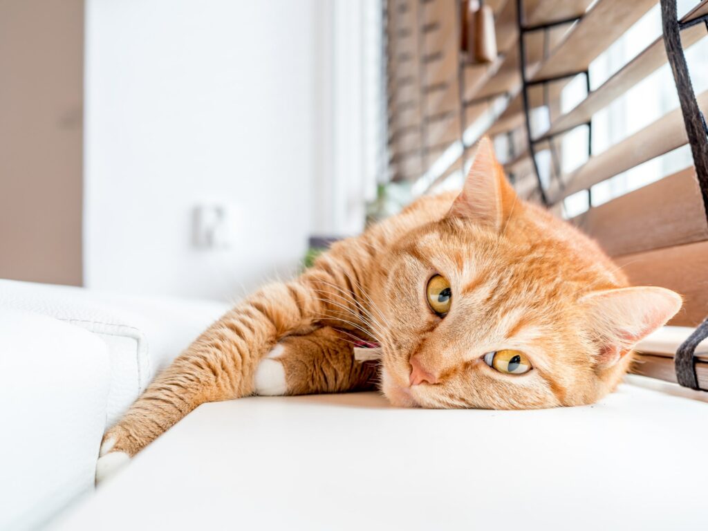 Orange tabby cat lounging on a white surface, looking relaxed and content near a window captured by iPhone