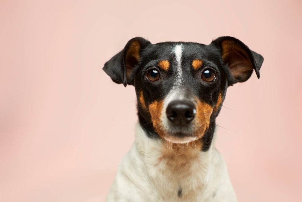 customizable pet portraits