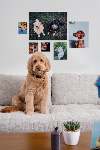 pet pictures above a couch