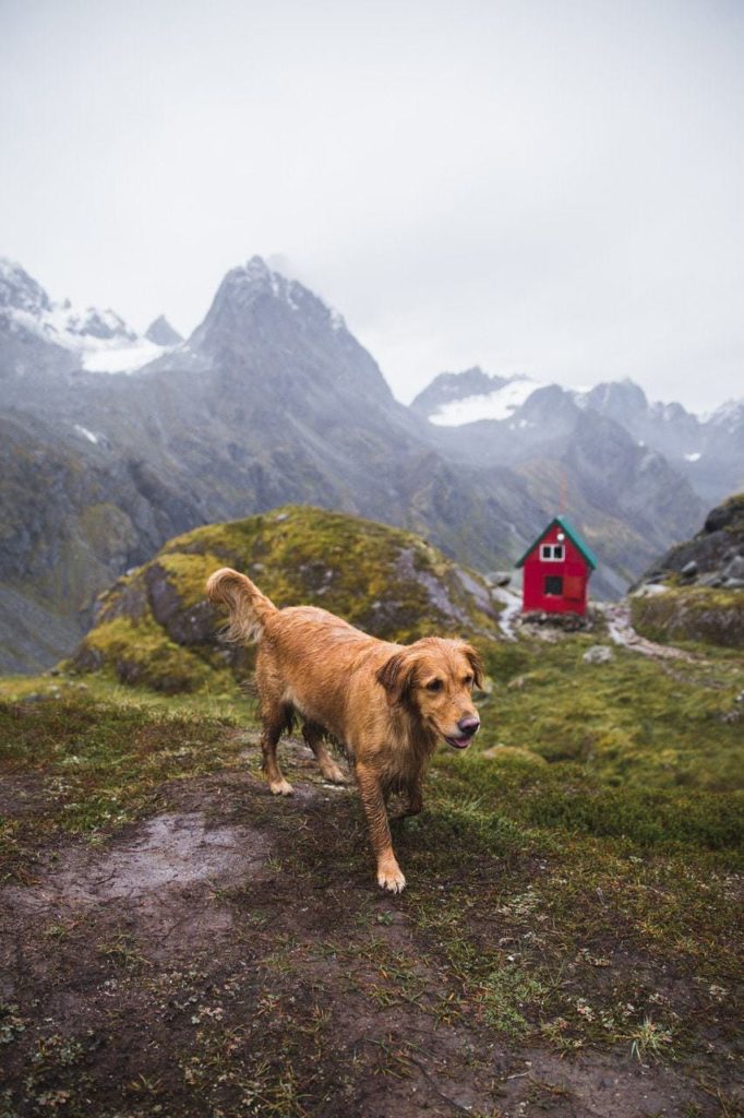 Photographing dogs in nature.