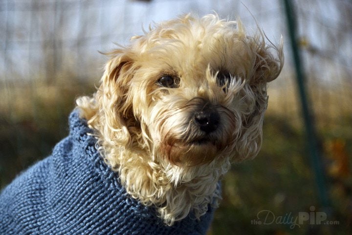 Have fun while taking a dog portraits  