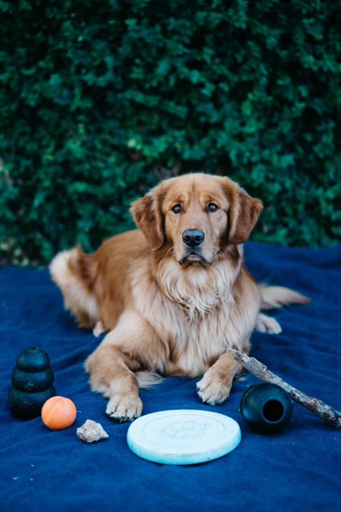 Aspen the Mountain pup