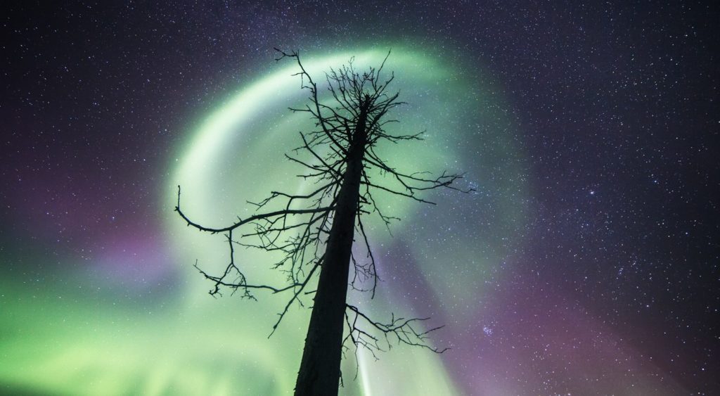 The northern lights above a tree.