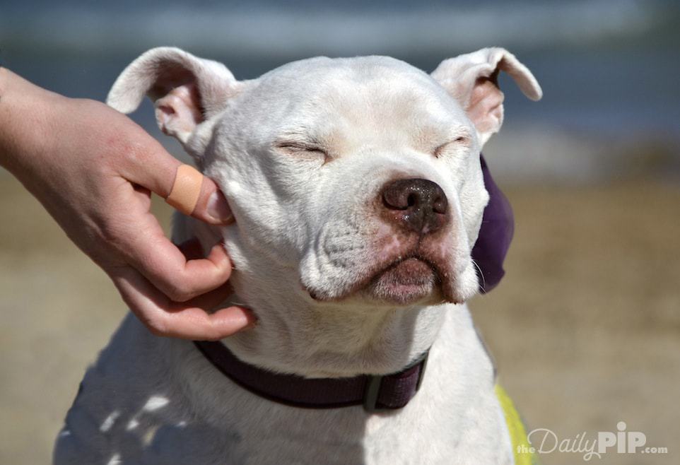 Happy dog photo.