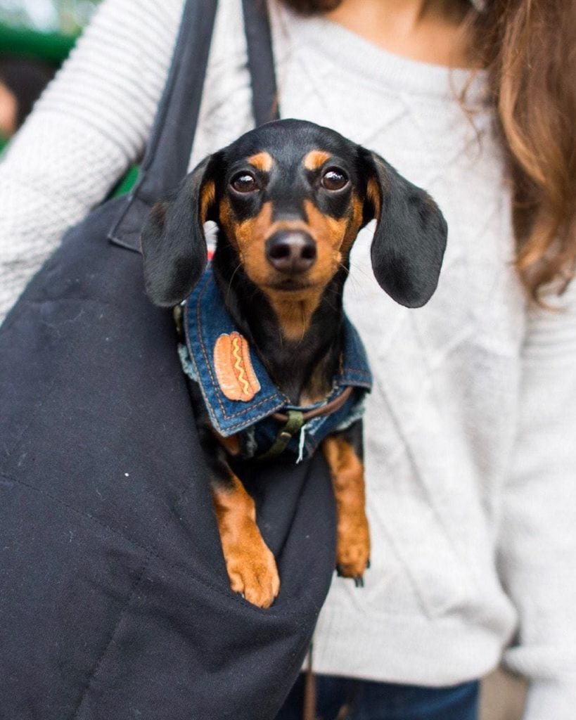 Photo of dog in bag.