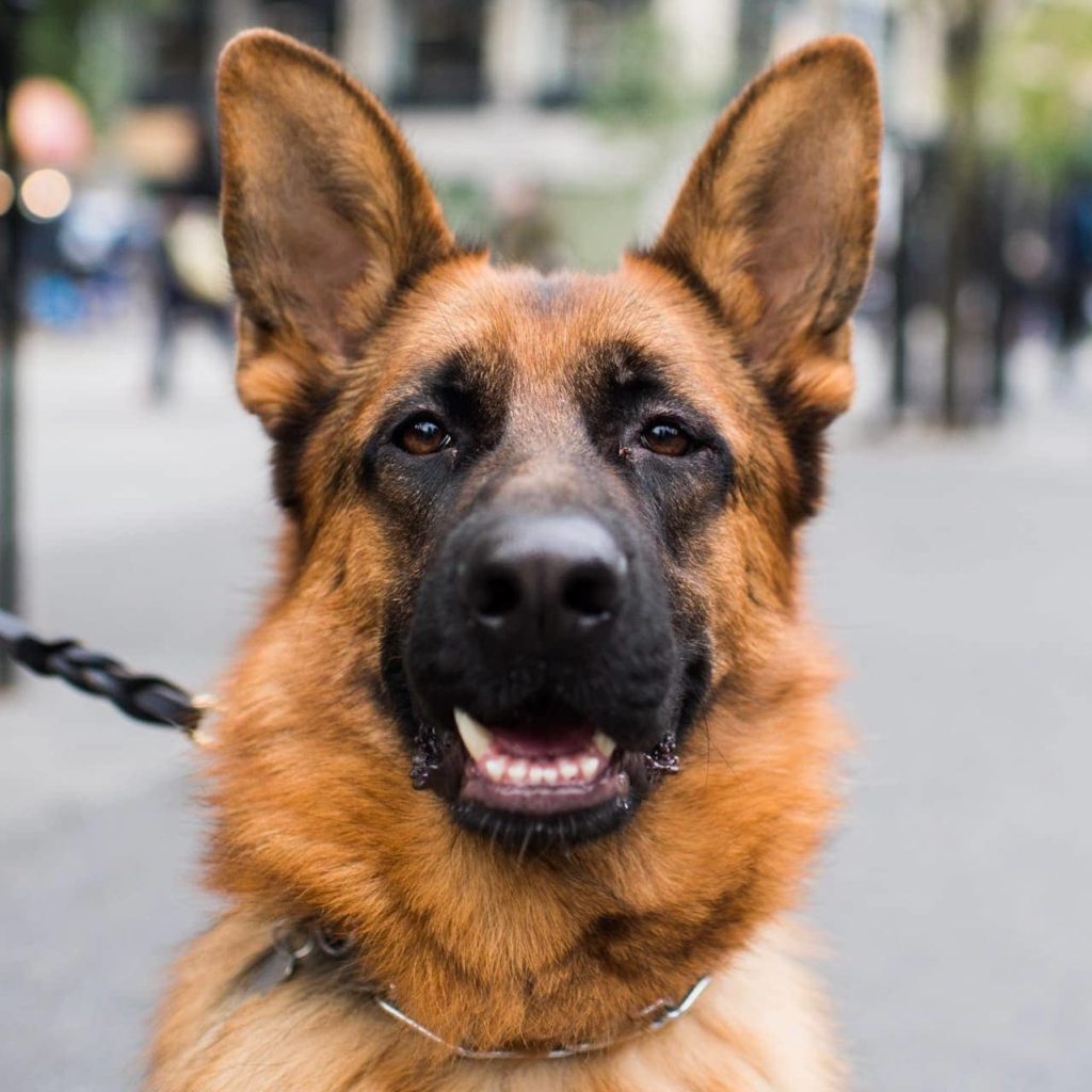 Dog portrait photography.