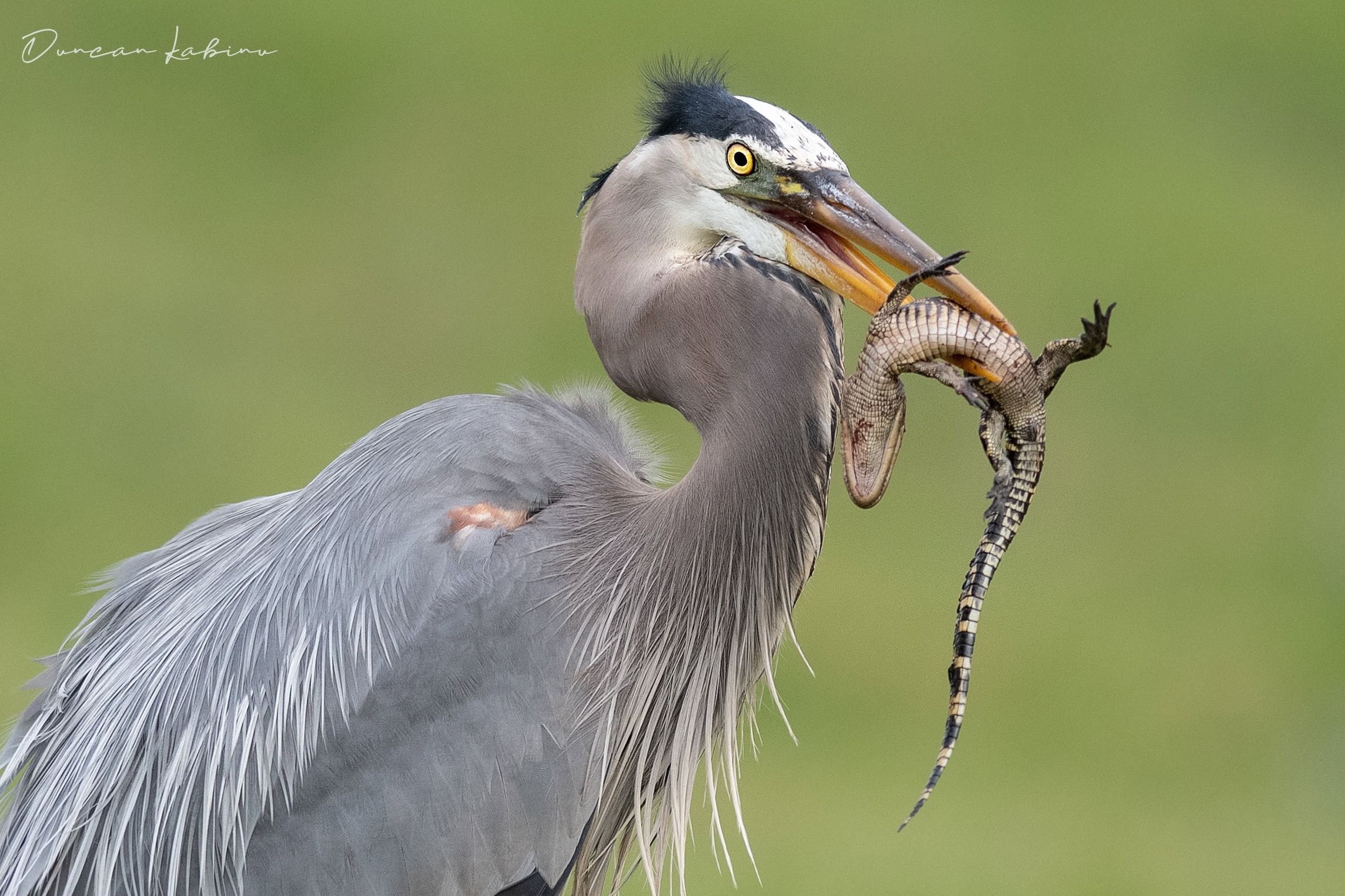 Heron eating a baby alligator