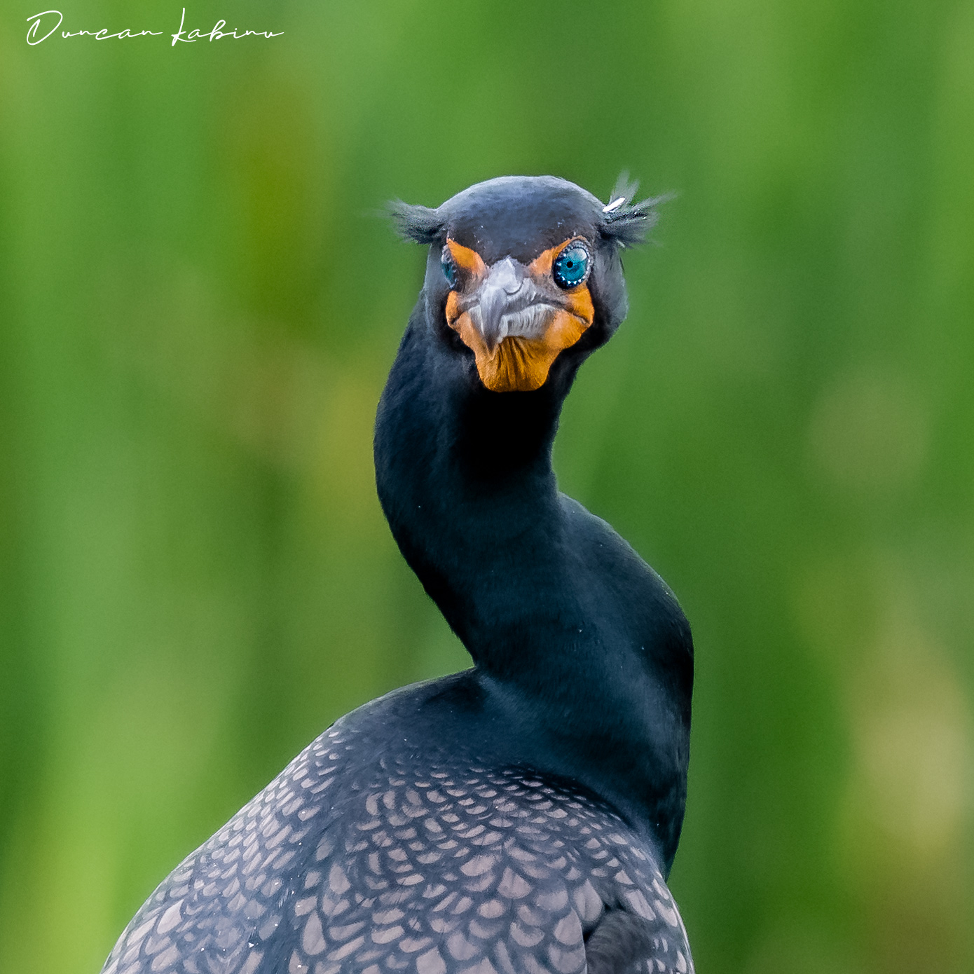 Cormorant during breeding season