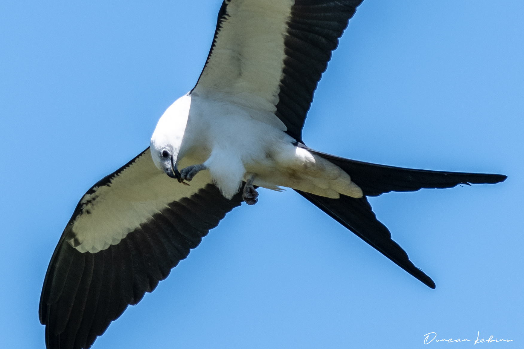 Swallowtail eating while in flight