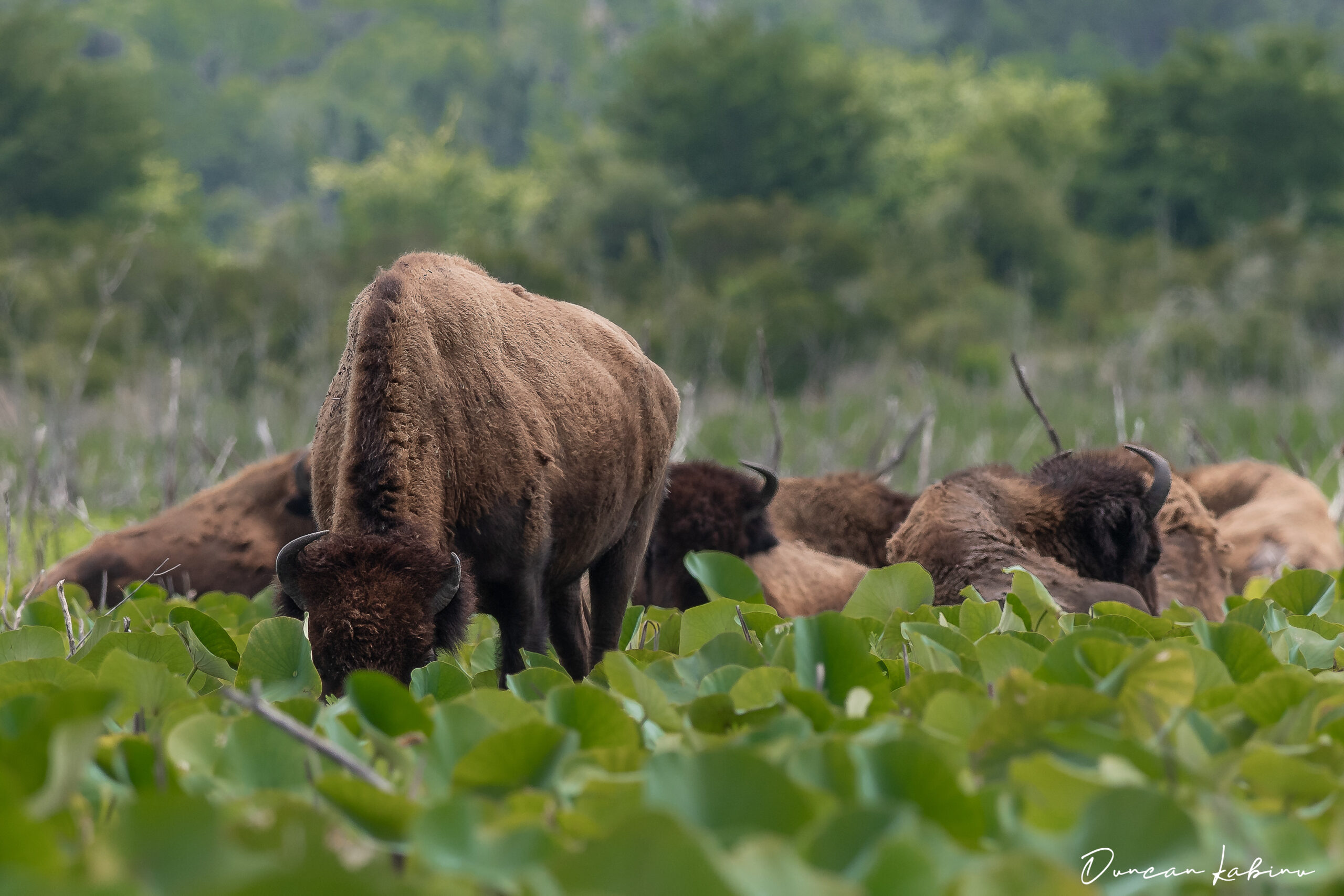 Herd of bison at Paynes Prairie