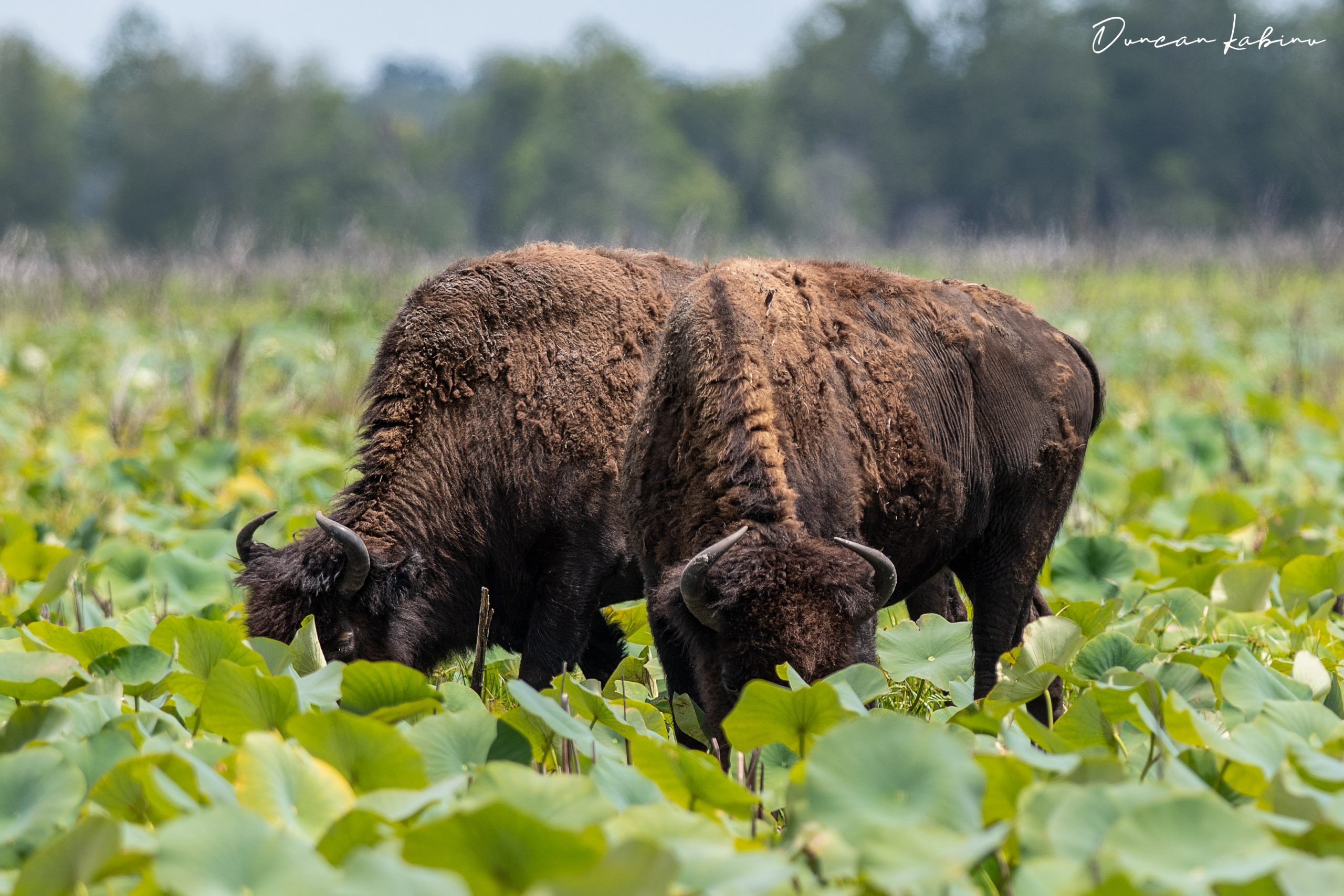 A pair of bison grazing