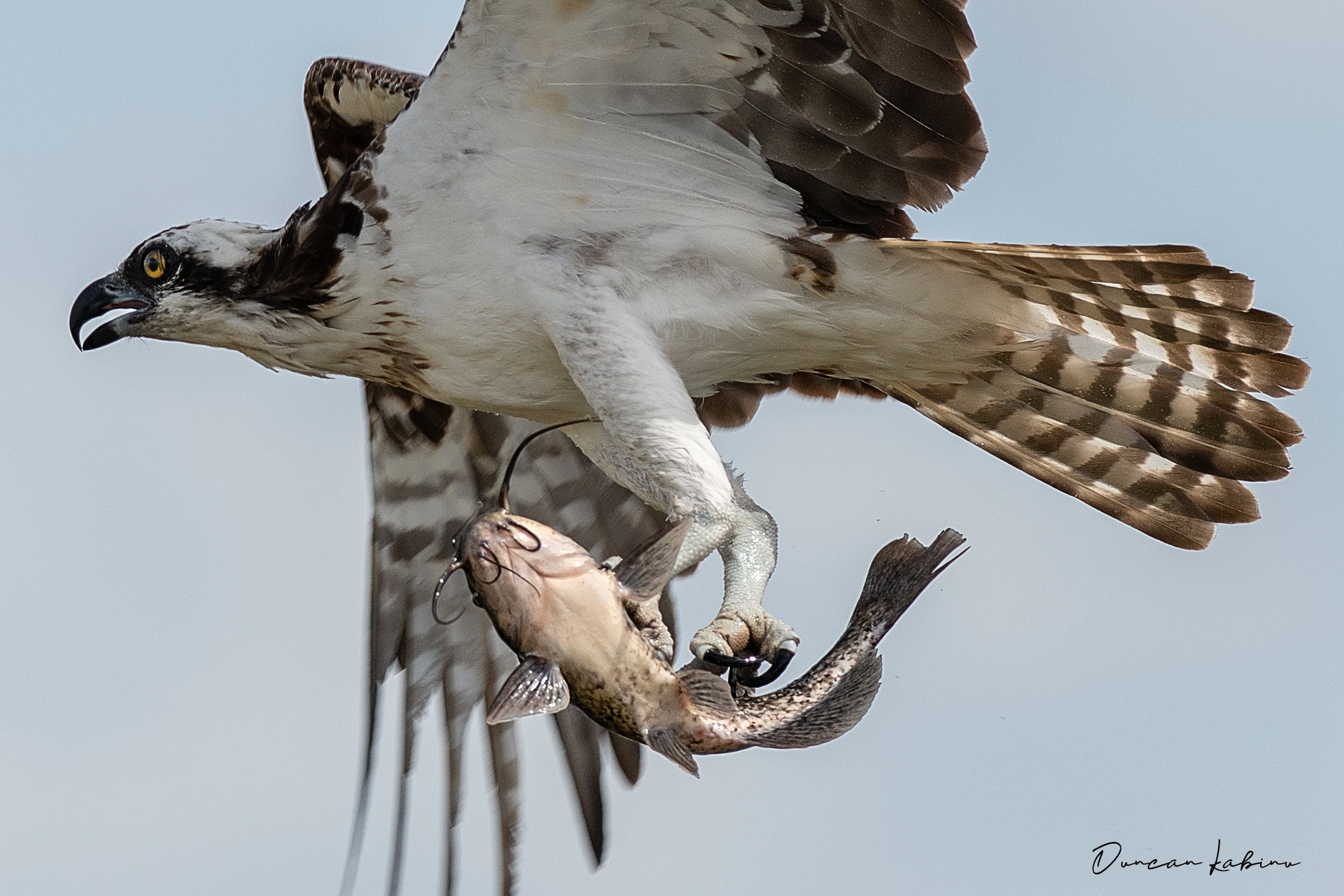 Osprey flying with a fish in its claws