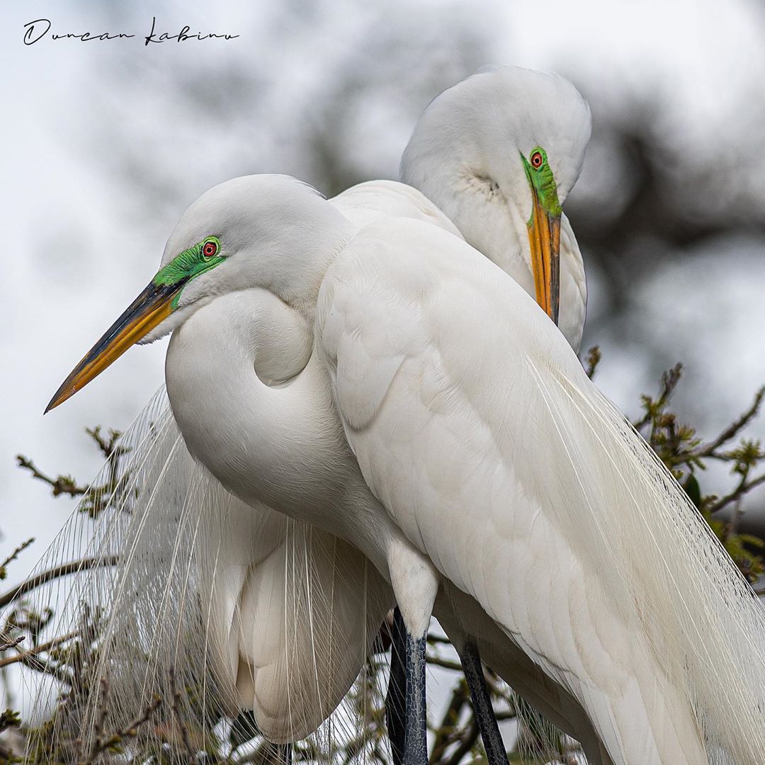 Two egret during breeding season