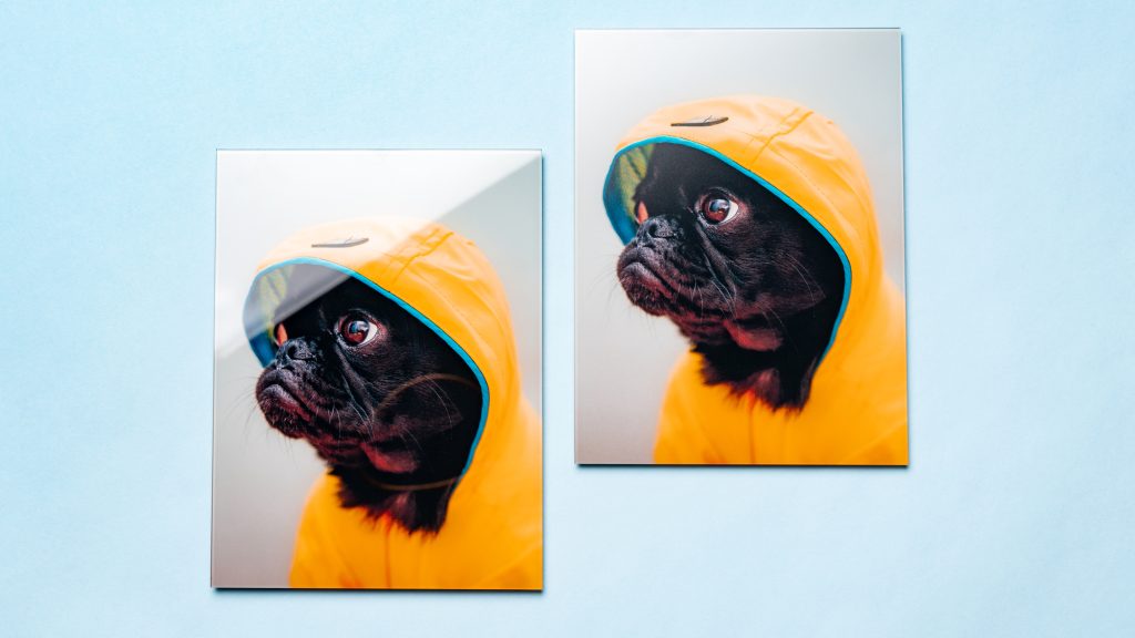 Matte glass print of dog in raincoat