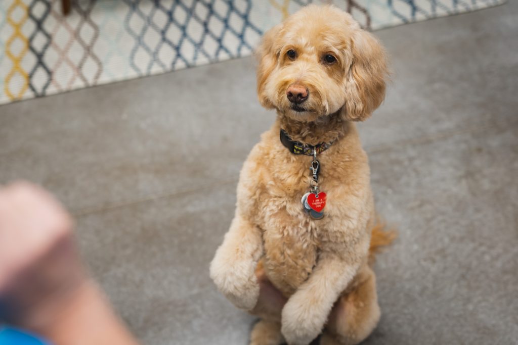 Get pet camera-ready for holiday pet photos