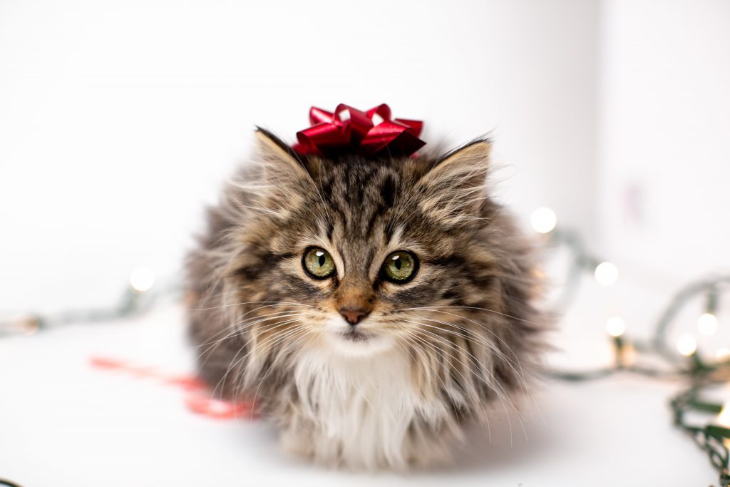 Costumes and positions in holiday pet photos