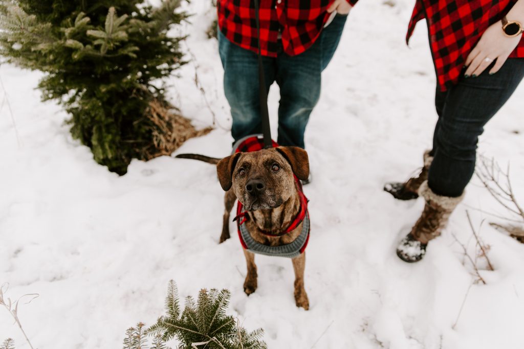 Nature as backdrop in holiday pet photos