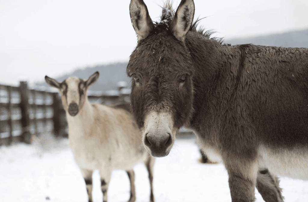 western massachusetts donkey morgan hughes