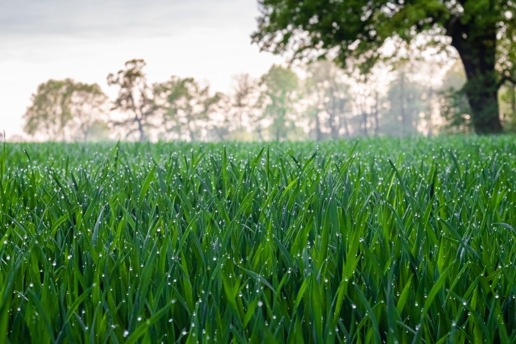 For a good spring photo, capture the dew on the grass