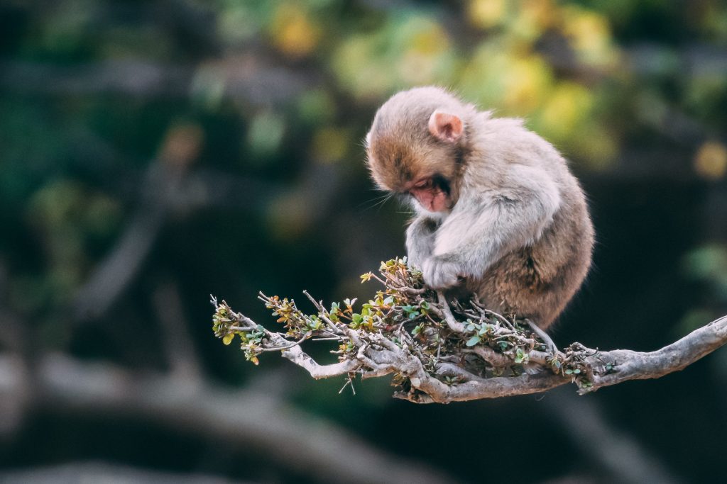 Wildlife photography to celebrate World Photography Day