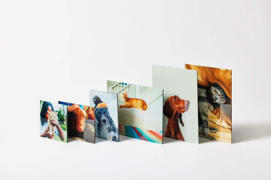 A lineup of glass prints of various sizes featuring stunningly vibrant photos of dogs and cats, printed directly on glass. The perfect gift for any pet parent.