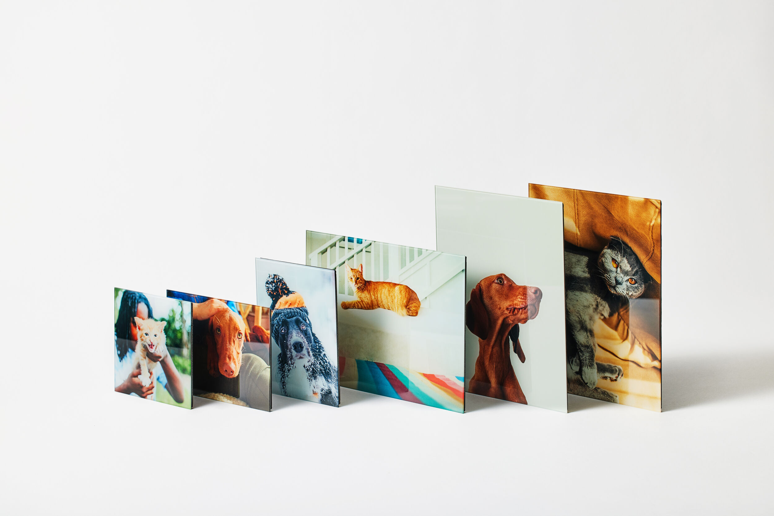 A lineup of glass prints of various sizes featuring stunningly vibrant photos of dogs and cats, printed directly on glass. The perfect gift for any pet parent.