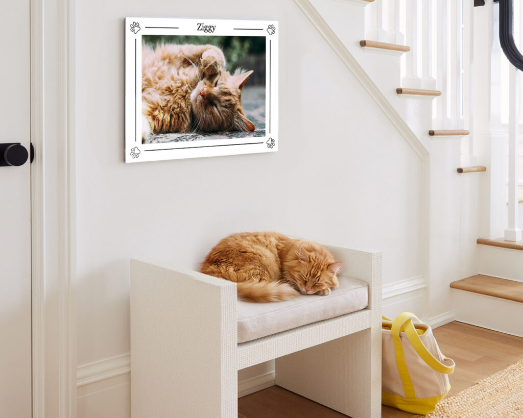 A Pet Parent Template from Fracture creates the cutest border printed directly on glass along with a photo of Ziggy the cat—his name proudly printed at the top of the glass print. Ziggy is curled up on a minimal white bench right below the print on the staircase wall. Perfect for pet mom gifts.